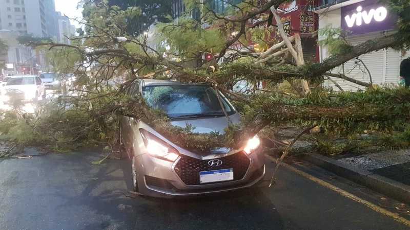 Uma árvore caiu em um carro na Marechal Deodoro, segundo telespectadora — Foto: Maria Vitória Moreira Alves/Você na RPC