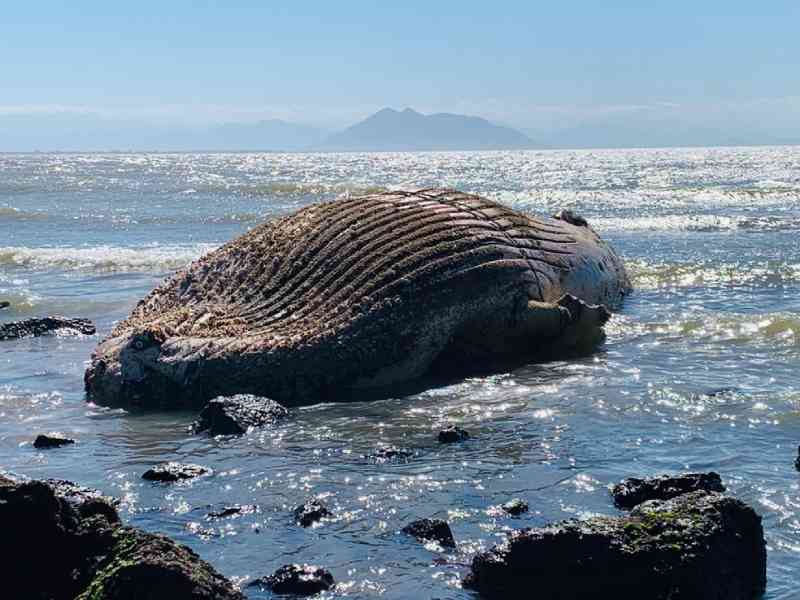 Golfinho, baleia e pinguins são encontrados mortos em praias de Búzios, no RJ
