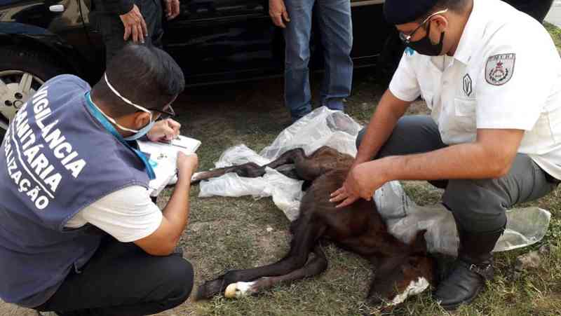 Vigilância Sanitária acolhe filhote de égua resgatada pela PM em terreno baldio de Inhoaíba, RJ
