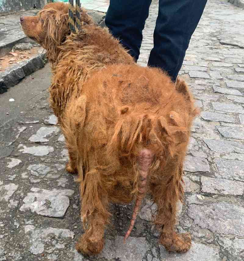 Três cães em situação de maus-tratos e abandono são resgatados na Grande  Natal, RN | Olhar Animal