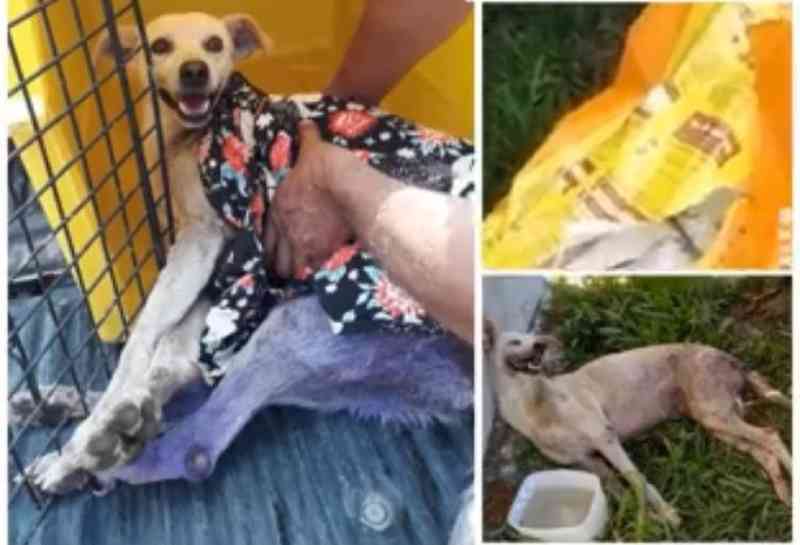 Cachorro morre após ser abandonado dentro de saco em rua de Porto Velho, RO