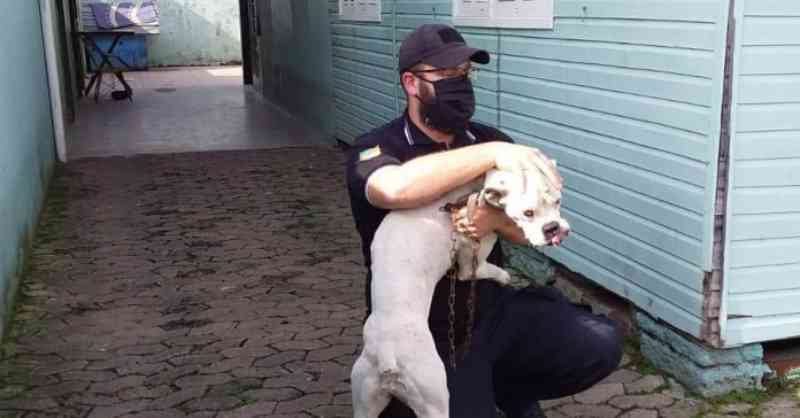 Com fome e sede, cães resgatados pela polícia em Canoas (RS) estavam muito magros