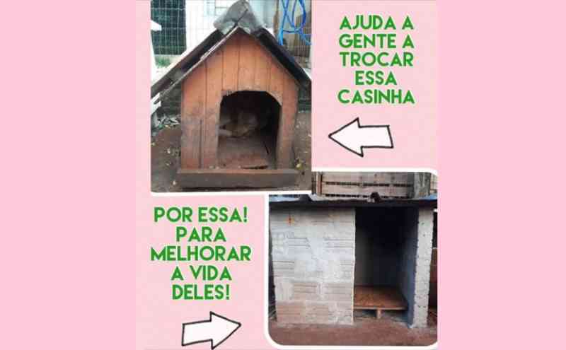 ACAPA em campanha para conseguir casinhas para animais em Carazinho, RS