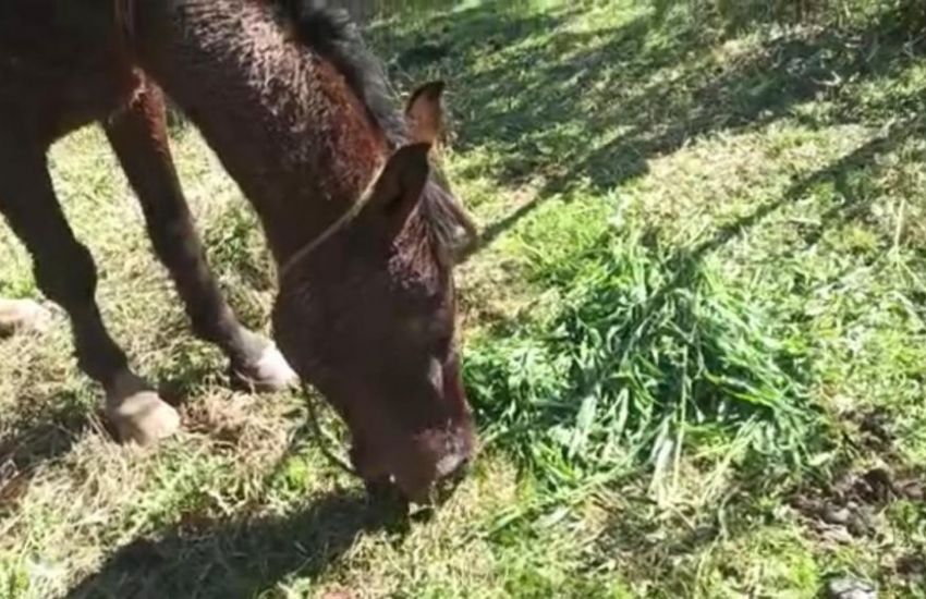 Cavalo é encontrado amarrado e vítima de maus-tratos em Dom Feliciano, RS; vídeo
