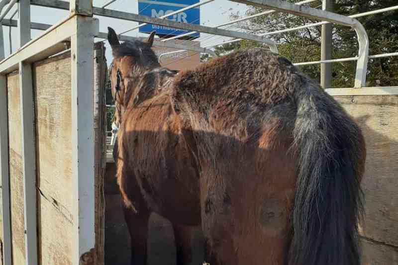 Homem é flagrado pela BM maltratando cavalo em Santa Cruz do Sul, RS