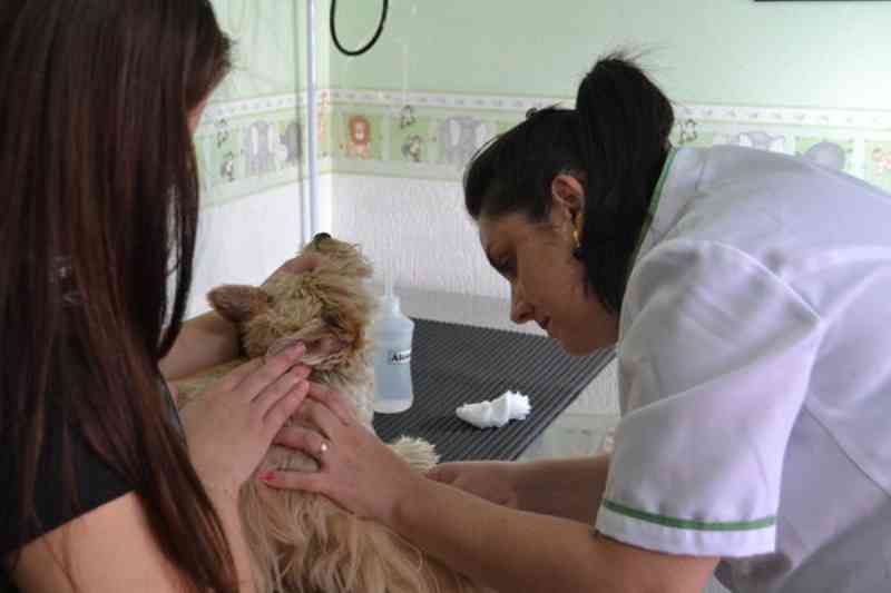 Teutônia (RS) castrou 227 cães e gatos em um ano