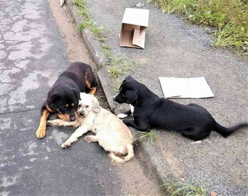 Cachorro atropelado recebe os cuidados de outros dois cães até ser resgatado em Blumenau, SC