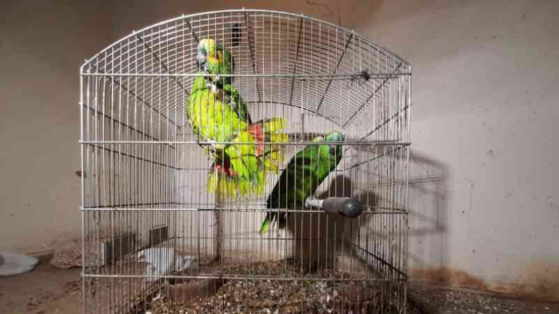 Policia Ambiental resgata 48 aves e multa homem em R$ 168 mil em Americana, SP