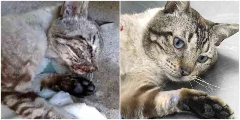 Gato emociona veterinários ao se recuperar após resgate em SP: ‘À beira da morte’