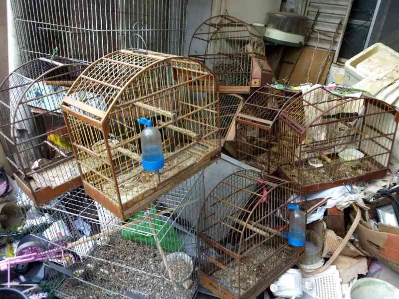 Animais são encontrados em situação de maus-tratos no bairro Padre Bento, em Itu, SP