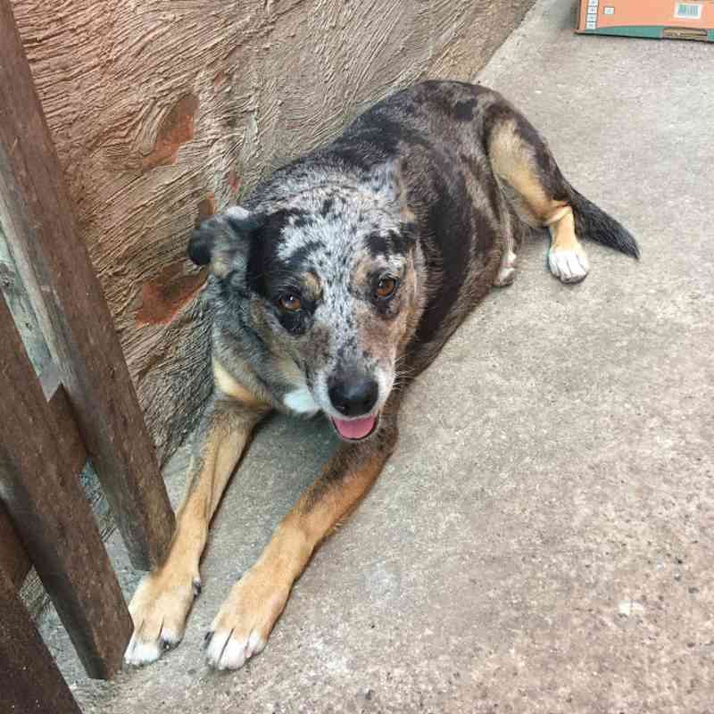 Munícipe tem três cachorros envenenados no Parque das Hortênsias, em Itupeva, SP