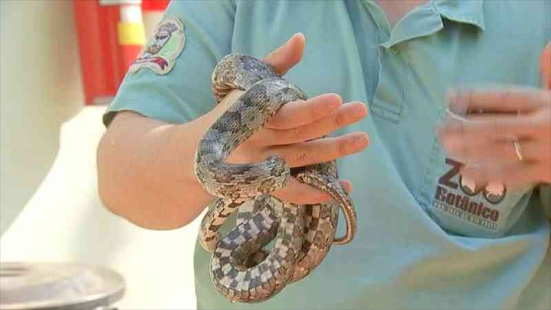 Homem é flagrado com mais de 40 cobras de espécie proibida no Brasil