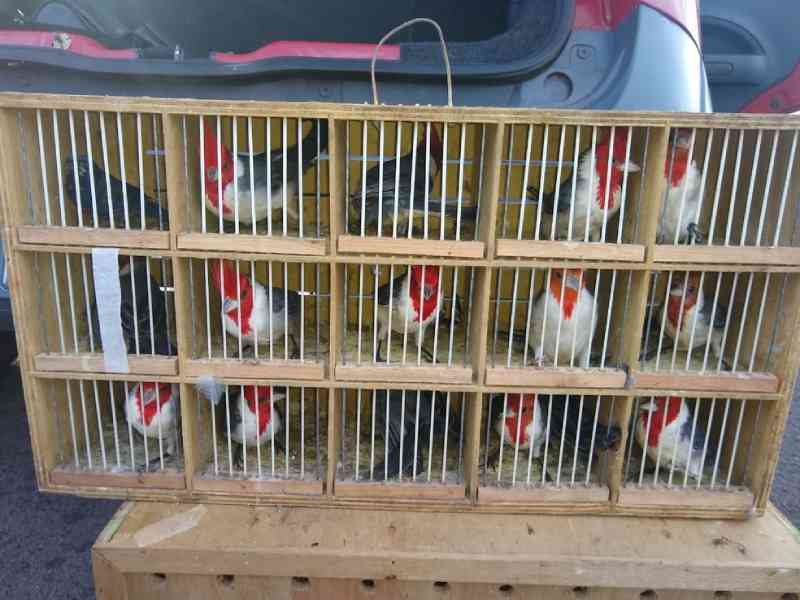 Homem é detido em rodovia com dezenas de aves silvestres escondidas no carro em Porangaba, SP
