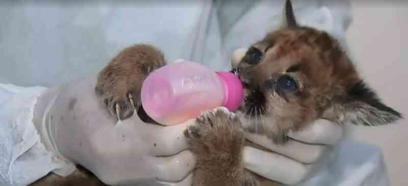 Queimadas: filhotes de onça-parda e tamanduá órfãos recebem tratamento em Rio Preto, SP