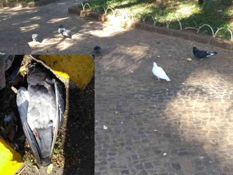 Pombos encontrados mortos em praça de Votuporanga (SP) podem ter sido envenenados