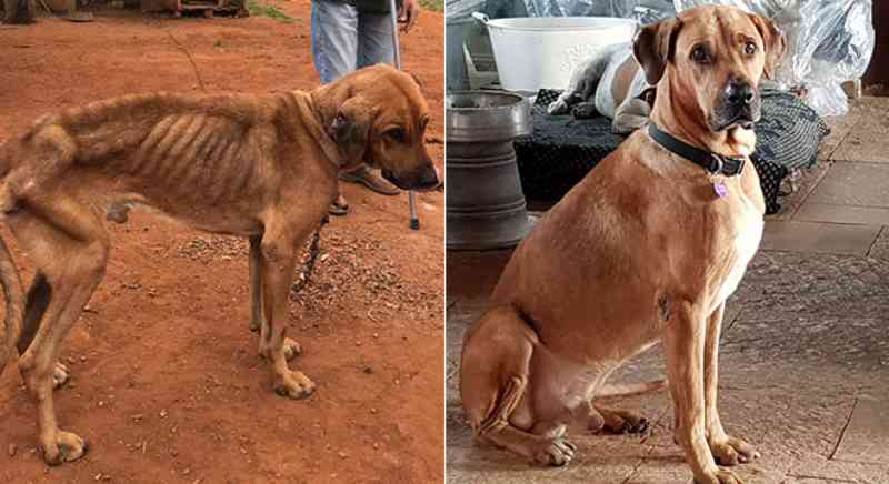 Cachorro que vivia acorrentado surpreende com transformação