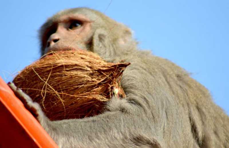 A Peta disse ter encontrado oito fazendas na Tailândia, onde os macacos foram forçados a colher cocos (Crédito: Pexels)