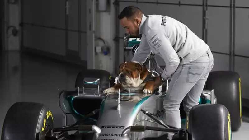Piloto Lewis Hamilton diz que seu cão Roscoe é 100% vegano