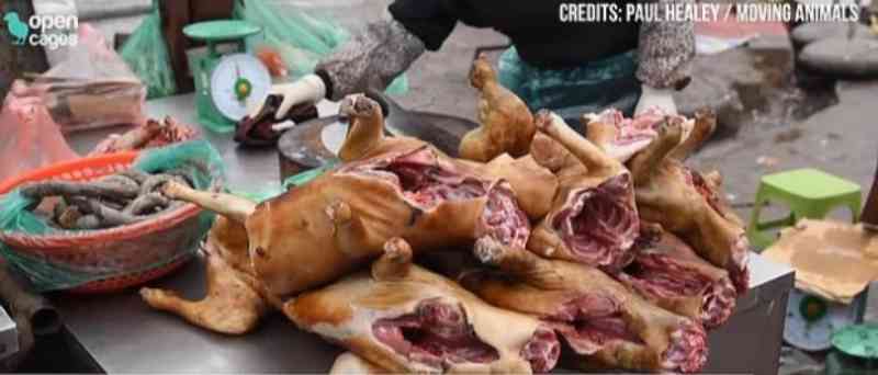 Cães esfolados e amontoados numa mesa do mercado de animais.