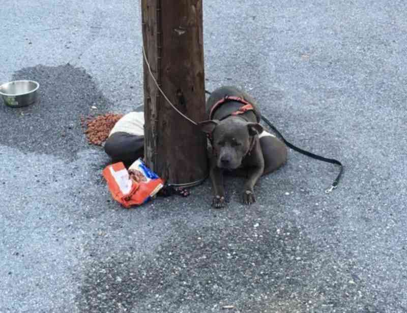 Cão é abandonado amarrado em um poste atrás de um abrigo para gatos
