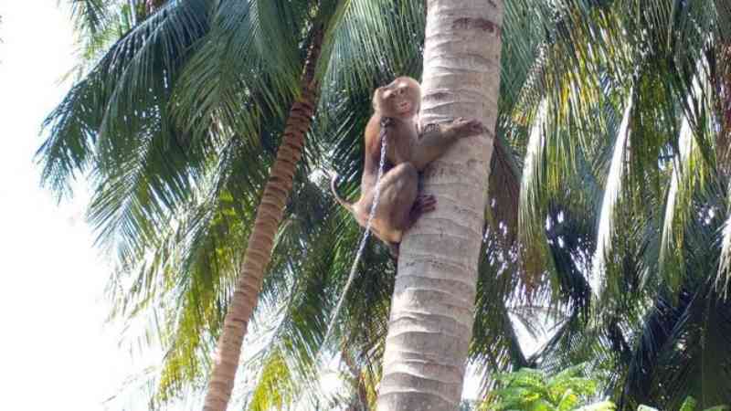Supermercados vão parar de vender produtos de cocos colhidos por macacos