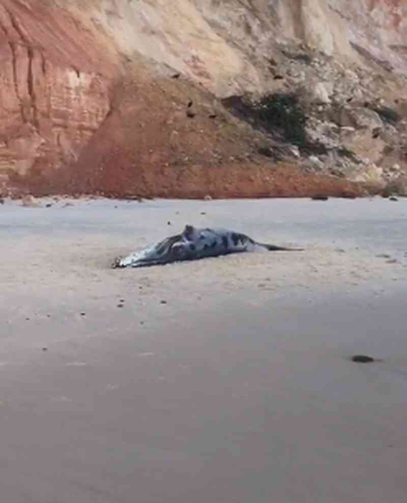 Filhote de baleia é encontrado morto em Jequiá da Praia, AL