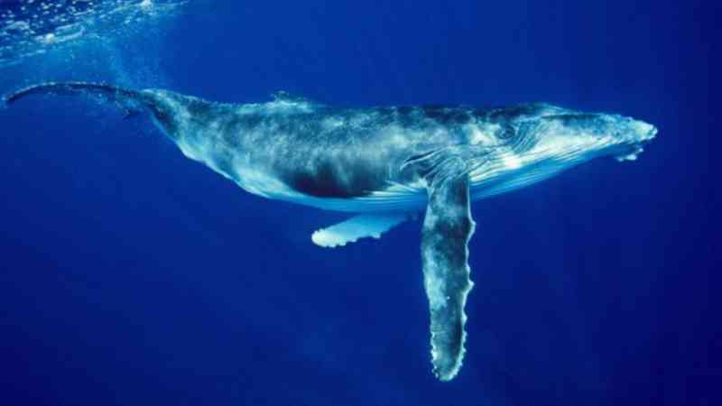 Turista é ‘esmagada’ por baleias-jubarte na Austrália