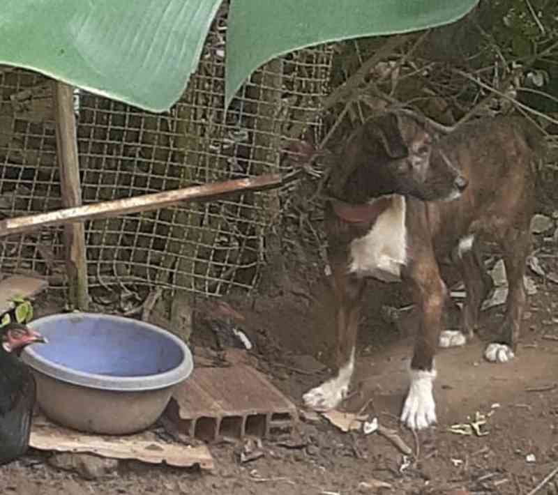 Imagens mostram condições de maus-tratos a cachorro resgatado em Amargosa, BA