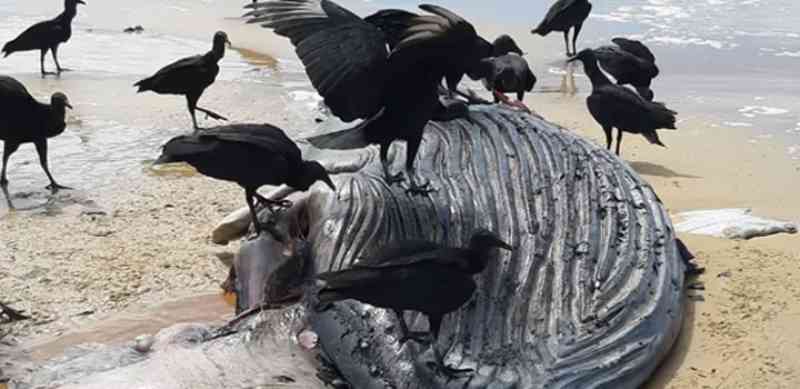 Filhote de baleia-jubarte é encontrado morto em praia de Porto Seguro, BA