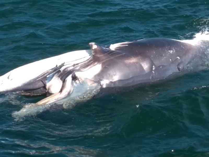 Filhote de baleia-jubarte é encontrado morto em praia do baixo-sul da Bahia