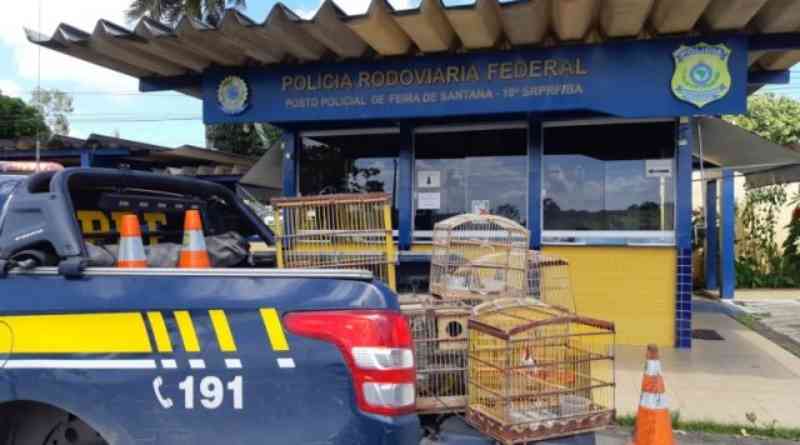 PRF flagra crime ambiental e resgata animais silvestres em trecho da BR 116