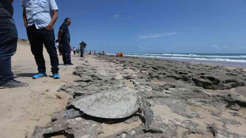 Número de tartarugas mortas em 2020 é o maior dos últimos três anos no Ceará, afirma instituto