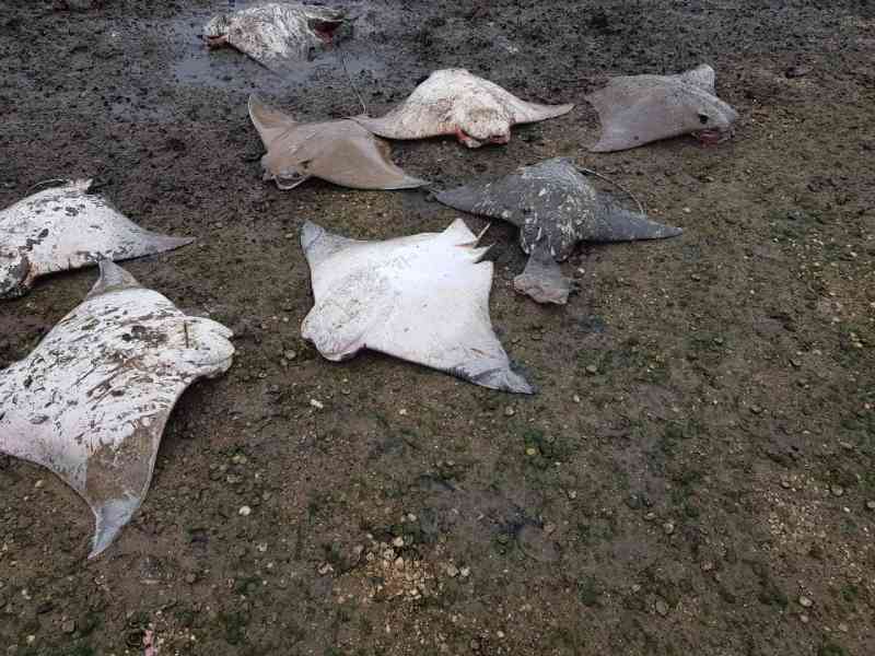 Mais uma baleia-jubarte e cerca de 20 arraias são encontradas mortas no litoral capixaba