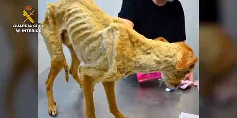 41 cães famintos resgatados em fazenda eram ‘pele e ossos’