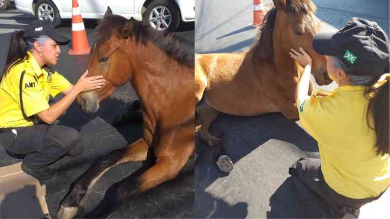 Égua ferida que foi acalmada por agente de trânsito em Goiânia (GO) não será mais sacrificada