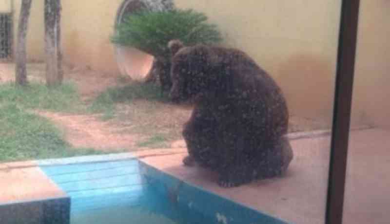 ONG e OAB-GO fazem apelo para que decisão que transfere urso Robinho do zoológico para santuário ecológico seja cumprida