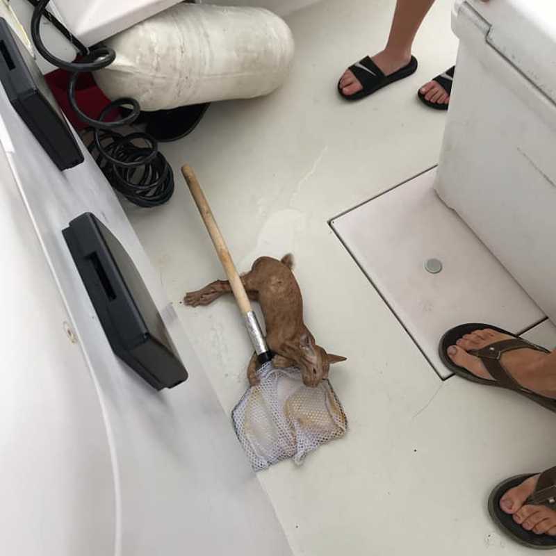 Gato é salvo após ser encontrado em mar aberto no Golfo do México