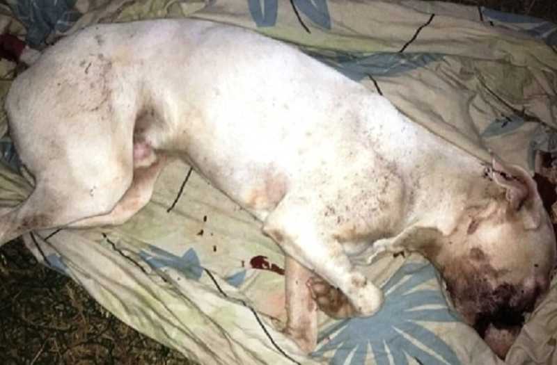Cachorro é apedrejado e enterrado vivo em Lavras, MG