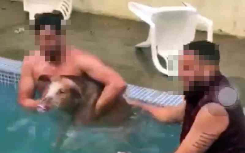 Polícia investiga maus-tratos em vídeo de festa com porco na piscina em MG; assista