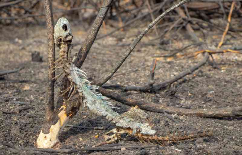 Répteis são os mais atingidos em incêndio no Pantanal que já destruiu uma área 9 vezes do tamanho da cidade de São Paulo