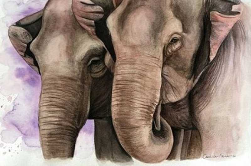 Santuário de MT leiloa obras de arte para arrecadar fundos e comemorar o ‘Dia Mundial do Elefante’