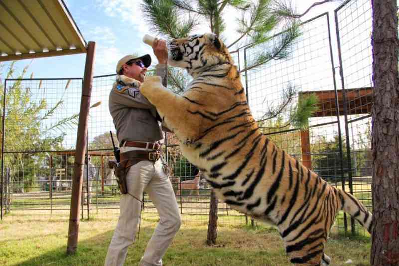 A Máfia dos Tigres: novo dono anuncia fechamento do zoológico de Joe Exotic