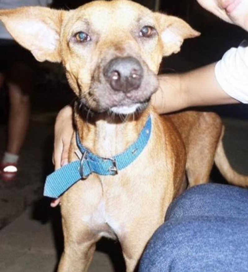 Cão chamado 'Piranhão' foi achado morto, com suspeita de envenenamento e morte é apurada — Foto: Arquivo pessoal