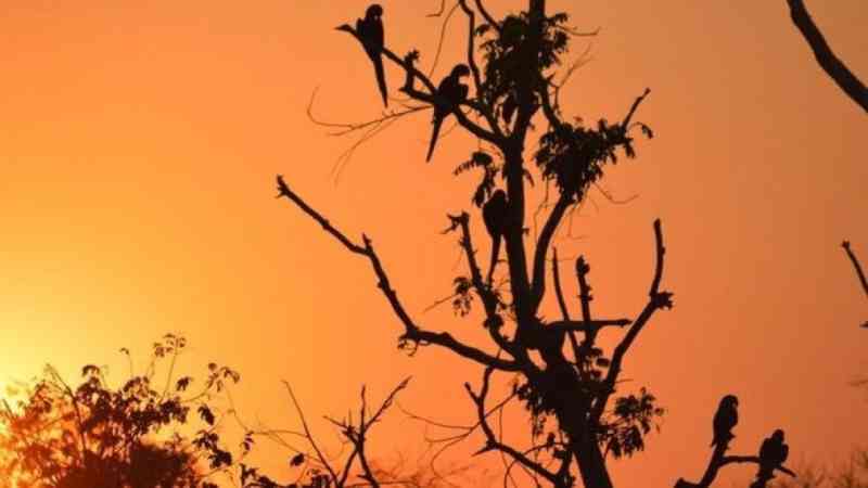 Avanço do fogo ameaça santuário de araras-azuis no Pantanal