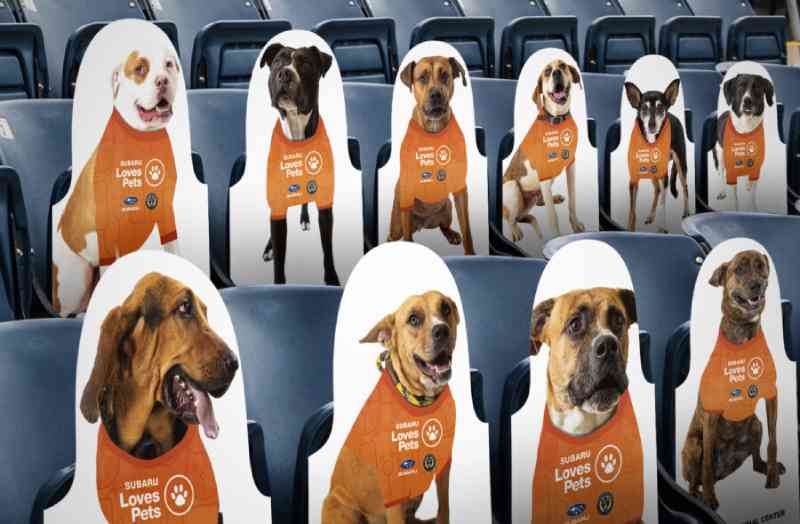 Philadelphia Union promove adoção de cães nos assentos do seu estádio