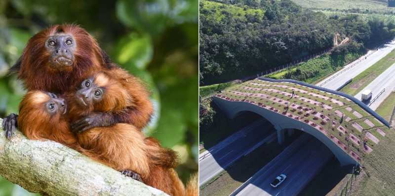 Mico-leão-dourado ganha 1º viaduto vegetado do Brasil, uma ponte para o futuro da espécie