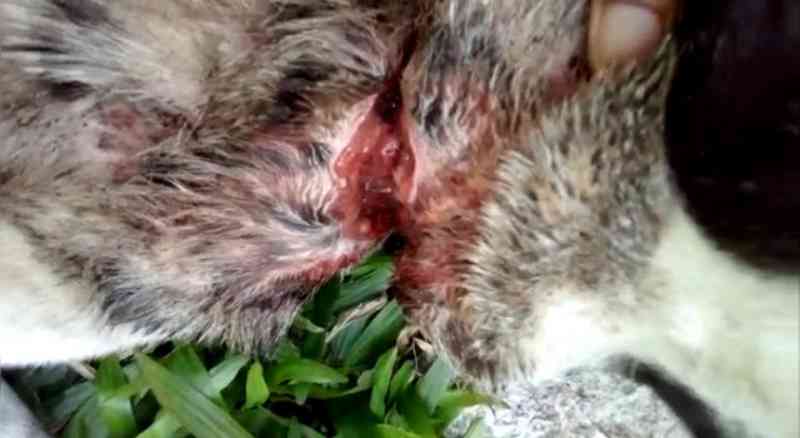 Cachorro tem lesões graves no pescoço por maus-tratos no interior de Canguçu, RS
