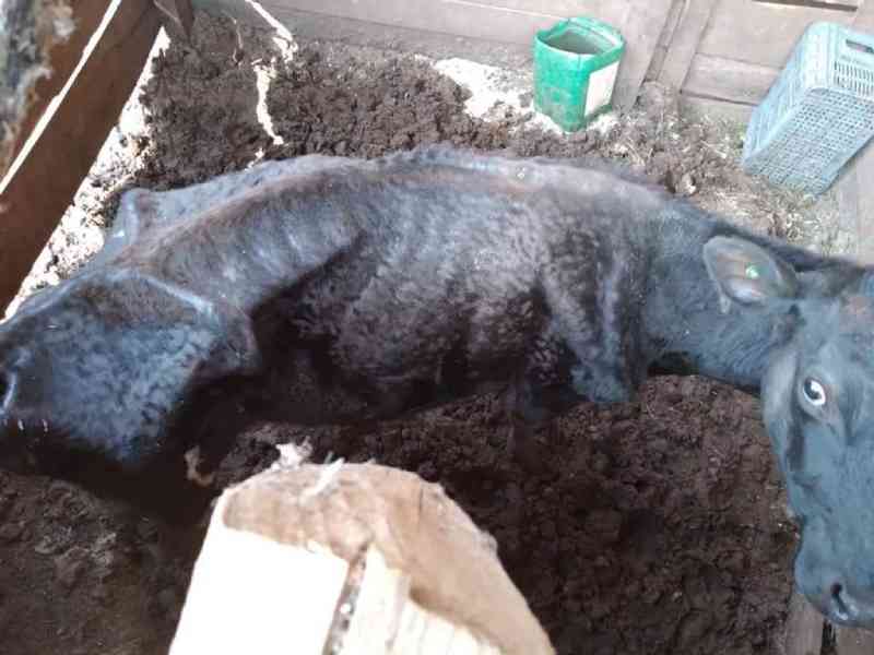 Crueldade: ONG Bom pra Cachorro e PM Ambiental flagram diversos animais em situação de maus-tratos em Joaçaba, SC