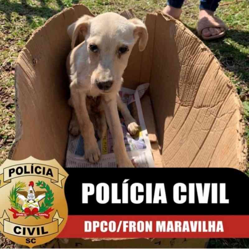 Polícia Civil resgata cachorro vítima de maus-tratos em Maravilha, SC
