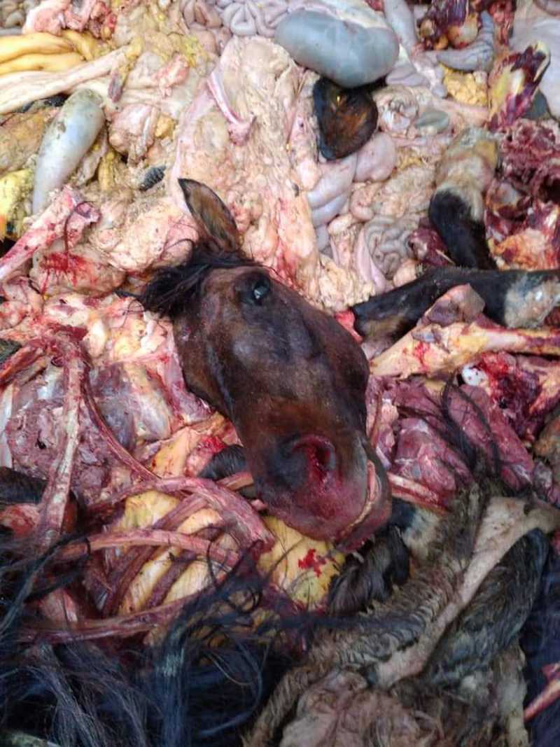 GO: Abatedouro clandestino misturava carne de cavalo com carne suína
